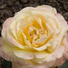 Dutch Gold Hybrid Tea Rose (Rosa Dutch Gold) 2